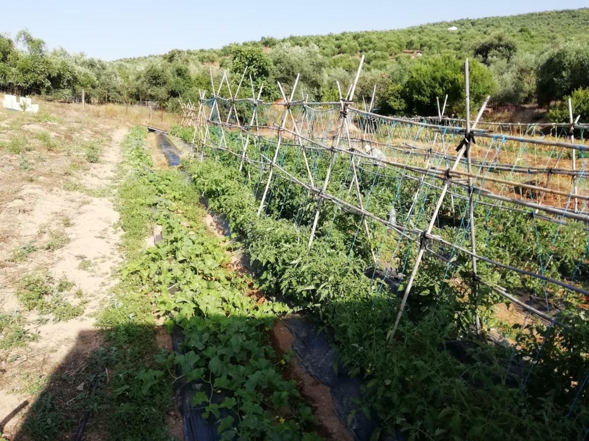 Alojamiento Rural La Perdiz 拉普埃夫拉德洛辛凡特斯 外观 照片